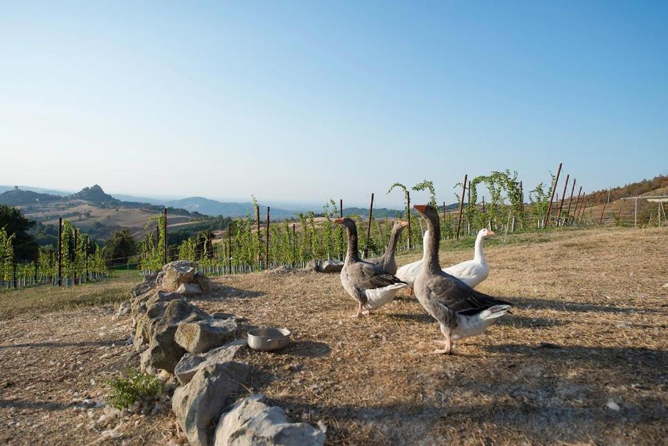 Bed and Breakfast Fattoria Branciana Rossena Экстерьер фото